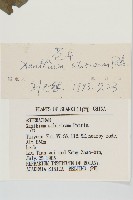 蒼耳藏品圖，第3張