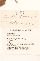 苦滇菜、苦菜藏品圖，第3張