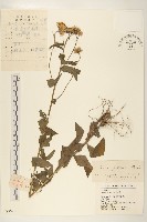 旋覆花藏品圖，第1張