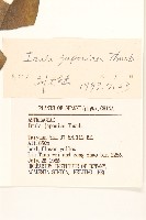 旋覆花藏品圖，第3張