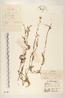 毛蓮菜藏品圖，第1張