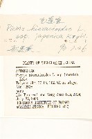 毛蓮菜藏品圖，第3張