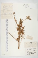 中國菟絲子藏品圖，第1張