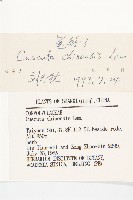 中國菟絲子藏品圖，第3張