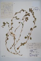 腋花莧藏品圖，第1張