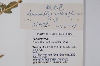 腋花莧藏品圖，第2張