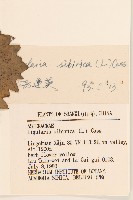 齒葉橐吾藏品圖，第3張