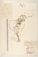 兔仔菜藏品圖，第1張