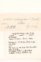 兔仔菜藏品圖，第3張