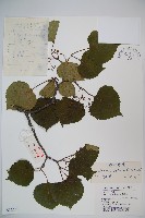 樺葉莢迷、玉山莢迷藏品圖，第1張