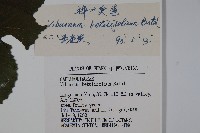 樺葉莢迷、玉山莢迷藏品圖，第2張