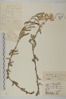 火絨草藏品圖，第1張