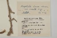 火絨草藏品圖，第3張