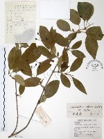 流蘇樹藏品圖，第1張