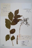 漆樹藏品圖，第1張