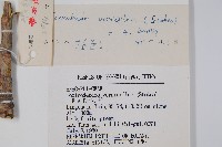 漆樹藏品圖，第2張