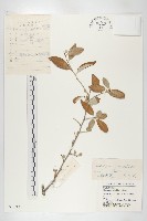 小葉胡頹子藏品圖，第1張