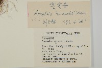 零零香藏品圖，第3張