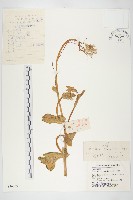 大白菜、結球白菜、卷心白藏品圖，第1張