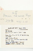 大白菜、結球白菜、卷心白藏品圖，第3張