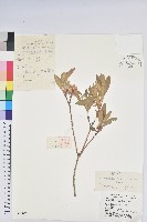 大白菜、結球白菜、卷心白藏品圖，第4張