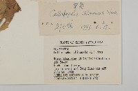 翠菊藏品圖，第3張