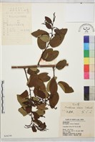 勾兒茶藏品圖，第1張