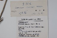 金銀忍冬藏品圖，第2張