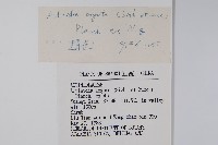 軟棗獼猴桃藏品圖，第2張