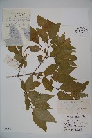 金花忍冬藏品圖，第1張