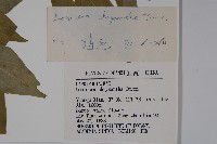 金花忍冬藏品圖，第2張