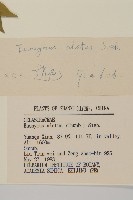 衛矛藏品圖，第3張