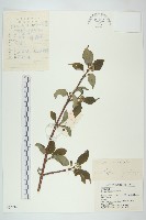 沙棶藏品圖，第1張