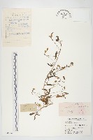 田旋花藏品圖，第1張