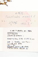 田旋花藏品圖，第3張