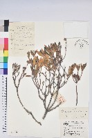 照白杜鵑藏品圖，第1張