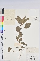 鐵莧菜藏品圖，第1張