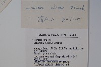 北京忍冬藏品圖，第2張