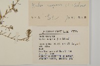 地膚、掃手草藏品圖，第3張