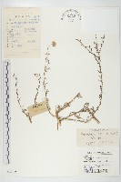 阿爾泰狗哇花藏品圖，第1張