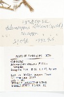 阿爾泰狗哇花藏品圖，第3張