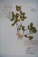 四月紅藏品圖，第1張