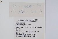 黃櫨藏品圖，第2張