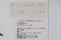 黃連木、爛心木藏品圖，第2張