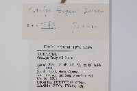 灰楸藏品圖，第2張