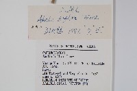 六道木藏品圖，第2張