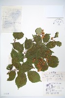 北方莢迷藏品圖，第1張