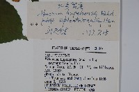 北方莢迷藏品圖，第2張