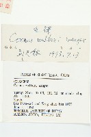 毛棶藏品圖，第3張