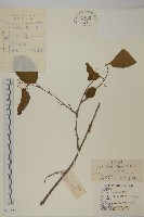 南蛇藤藏品圖，第1張